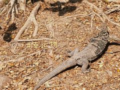 -野象谷景区