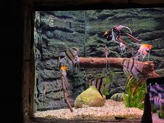 -上海海洋水族馆