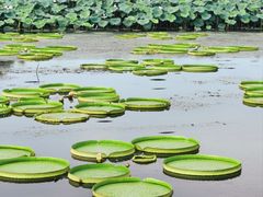 -荷塘月色湿地公园·向阳花洲