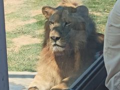 -西霞口神雕山野生动物世界