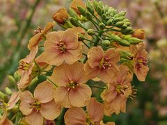 -中国天府农业博览园