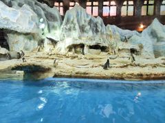 -帝企鹅自助餐厅•儿童岛•真企鹅(长隆企鹅酒店)