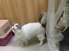 -瑞鹏宠物医院·夜间急症·心超·猫科(祖庙分店)