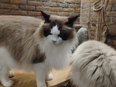 -豆逗聊愈猫阁Easy Life