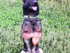 -芭比堂动物医院·犬猫全科·异宠专科(雁塔分院)