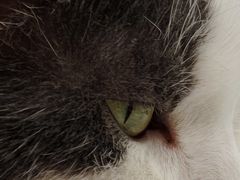 -喵园·猫主题咖啡厅·撸猫·猫咖(国贸店)