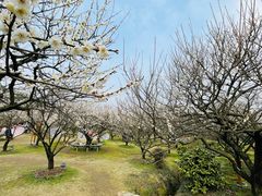 -香雪海