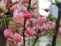 -新虹桥中心花园