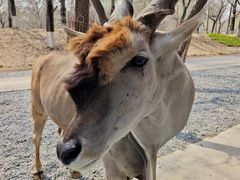-北京野生动物园