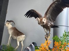 -昆明动物博物馆