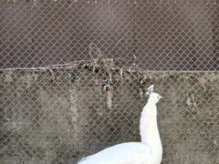 -燕塞湖鸟语林景区
