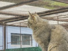 -青藏高原野生动物园