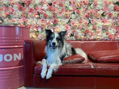 -百好乐宠物友好餐厅(朝外大街店)