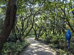 -广东惠东海龟国家级自然保护区