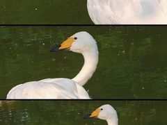 -盐城丹顶鹤湿地生态旅游区