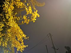 -成都峨眉雪芽大酒店