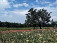 -汉长安城未央宫国家考古遗址公园