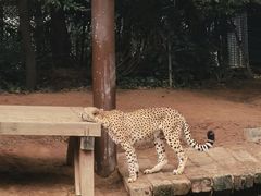 -广州长隆野生动物世界
