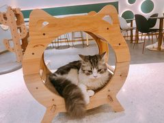 -飞行喵MR PILOT|猫舍·猫咖(静安大融城店)