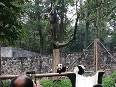 -都江堰中华大熊猫苑