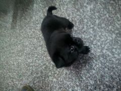 android_upload_pic-九华山聚龙大酒店