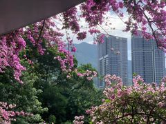-深圳仙湖植物园