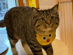 -MOCHA明星猫咖(田子坊店)