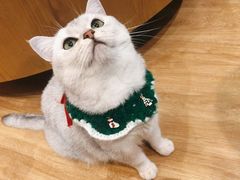 -滚猫咖啡·猫咖·猫友好撸猫(未来城店)