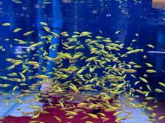 -青石桥花鸟鱼虫市场(叠翠城店)