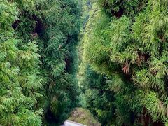 -武陵山森林公园