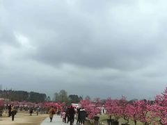 -秀丽东方