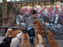 -柴犬高等学院·狗咖·柴犬售卖·宠物训练