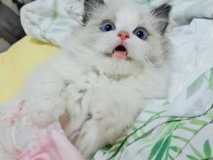 -屋虎猫馆(宝安大仟里店)