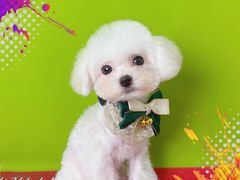 -读宠于你·约克夏比熊·睫角守宫·爬宠售卖(高新店)