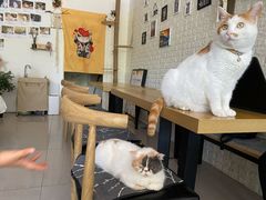 -平行世界·猫咖(首经贸店)