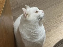 -有猫主题·治愈系猫咖(曾厝垵店)
