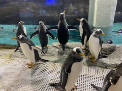 -成都浩海立方海洋公园