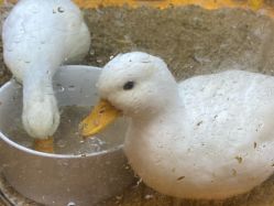 -神奇动物撸宠馆·羊驼·小浣熊·异宠(豫园店)