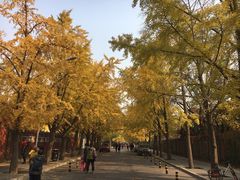 -三里屯东五街银杏大道