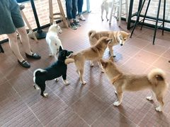 -柴犬高等学院·狗咖·柴犬售卖·宠物训练