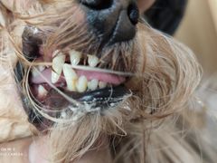 -康乐宝动物医院