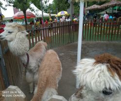 -萌宠亲子动物乐园(槐房万达店)