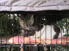 -海边的猫和咖啡馆