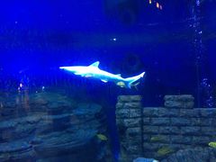 -烟台海昌鲸鲨海洋公园