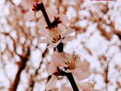 -桃花堤公园
