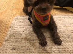 -爱侣宠医·鹦鹉专科·小型哺乳类·异宠专科(灵石路店)