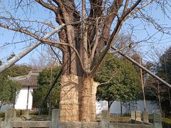 -上海佘山国家森林公园天马山园