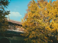 -灵谷景区