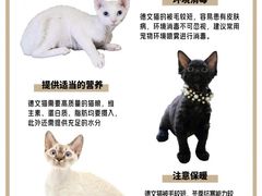 -山宅一喵德文卷毛猫舍