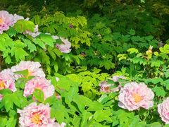 -洛阳市隋唐城遗址植物园